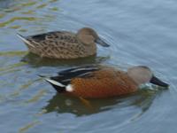 RED SHOVELERS