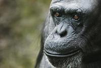 ...Female Chimpanzee 