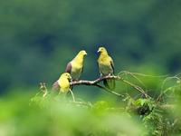 White-bellied Green-Pigeon Treron sieboldii sororius