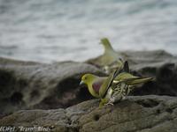 Japanese  Green  Pigeon/ Treron sieboldii