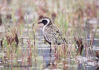 검은가슴물떼새 Pacific Golden Plover Pluvialis fulva