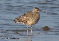 Whimbrel Numenius phaeopus 중부리도요