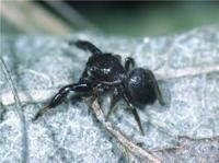 Bianor aurocinctus
