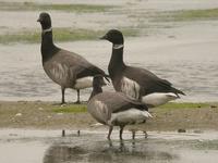 Bernache du Pacifique (Branta nigricans)