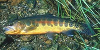 Golden Trout Oncorhynchus aguabonita