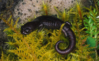 : Bolitoglossa adspersa