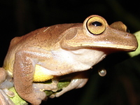 : Bokermannohyla circumdata; Espirito Santo Treefrog