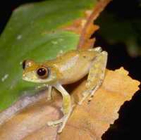 : Boophis marojezensis; Marojezy Treefrog