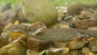 : Calotriton asper; Pyrenean Brook Salamander