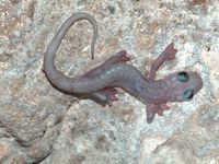 : Chiropterotriton magnipes