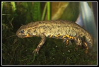 : Cynops pyrrhogaster