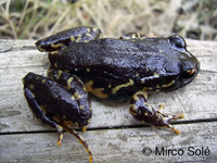 : Eupsophus contulmoensis