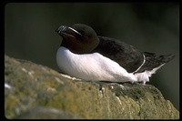 : Alca torda; Razorbill