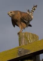 : Buteo lineatus; Red-shouldered Hawk