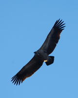 : Gypaetus barbatus; Bearded Vulture
