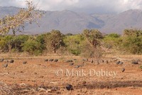 : Numida meleagris reichenowi; Helmeted Guineafowl