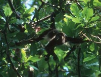 : Alouatta palliata; Mantled Howler Monkey