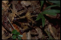 : Hemicentetes semispinosus; Lowland Streaked Tenrec