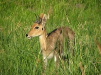 : Redunca fulvorufula fulvorufula; Southern Mountain Reedbuck