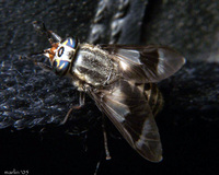 : Chrysops sp.; Deer Fly