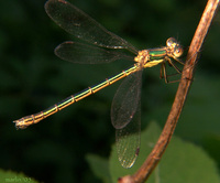 : Lestes dryas; Emerald Spreadwing Damselfly