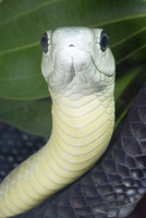 : Dendroaspis jamesoni; Jameson's Blacktailed Mamba