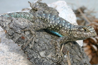 : Sceloporus occidentalis longipes; Great Basin Fence Lizard