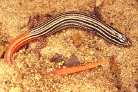 : Vanzosaura rubricauda