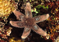 : Leptasterias pusilla; Six-armed Seastar