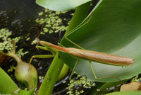 : Tenodera aridifolia; Chinese Mantid