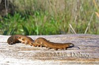 : Peripatopsis sp.; Velvet Worm