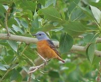 Rufous-tailed Rock Thrush.