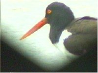 American Oystercatcher