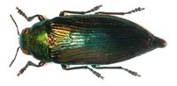 Eurythyrea austriaca - Golden Buprestid