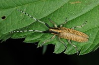 Agapanthia villosoviridescens - Golden-bloomed Grey Longhorn