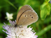 Aphantopus hyperantus - Ringlet