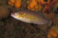 ...Image of Centrolabrus exoletus, Rock cook, Småmundet Gylte, Small-mouthed wrasse, Rock-cook, Lev