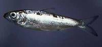 Alosa alabamae, Alabama shad: fisheries