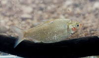 Nematalosa erebi, Australian river gizzard shad: fisheries, bait
