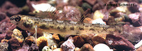 Etheostoma chlorosoma, Bluntnose darter: