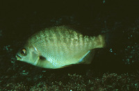 Embiotoca jacksoni, Black perch: