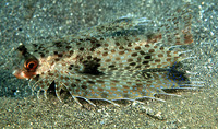 Dactyloptena macracantha, Spotwing flying gurnard: fisheries, aquarium