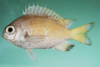 Chromis abyssicola, Deepsea chromis: