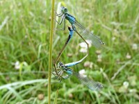 Ischnura elegans - Blue-tailed Damselfly