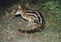 Image of: Fossa fossana (Malagasy civet)