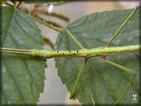 Paramenexenus laetus