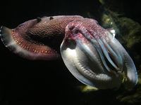 Sepiida