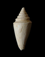 Conus dujardini