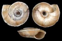 Xerosecta explanata