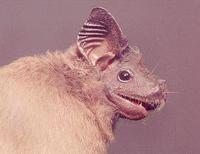 Image of: Rhinopoma hardwickii (lesser mouse-tailed bat)